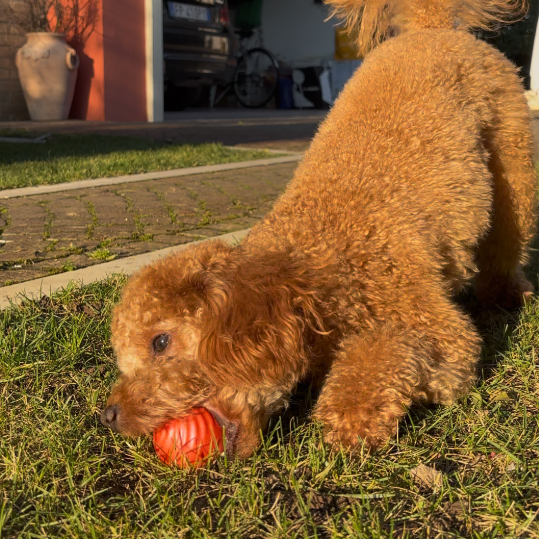Pallina Interattiva Cani