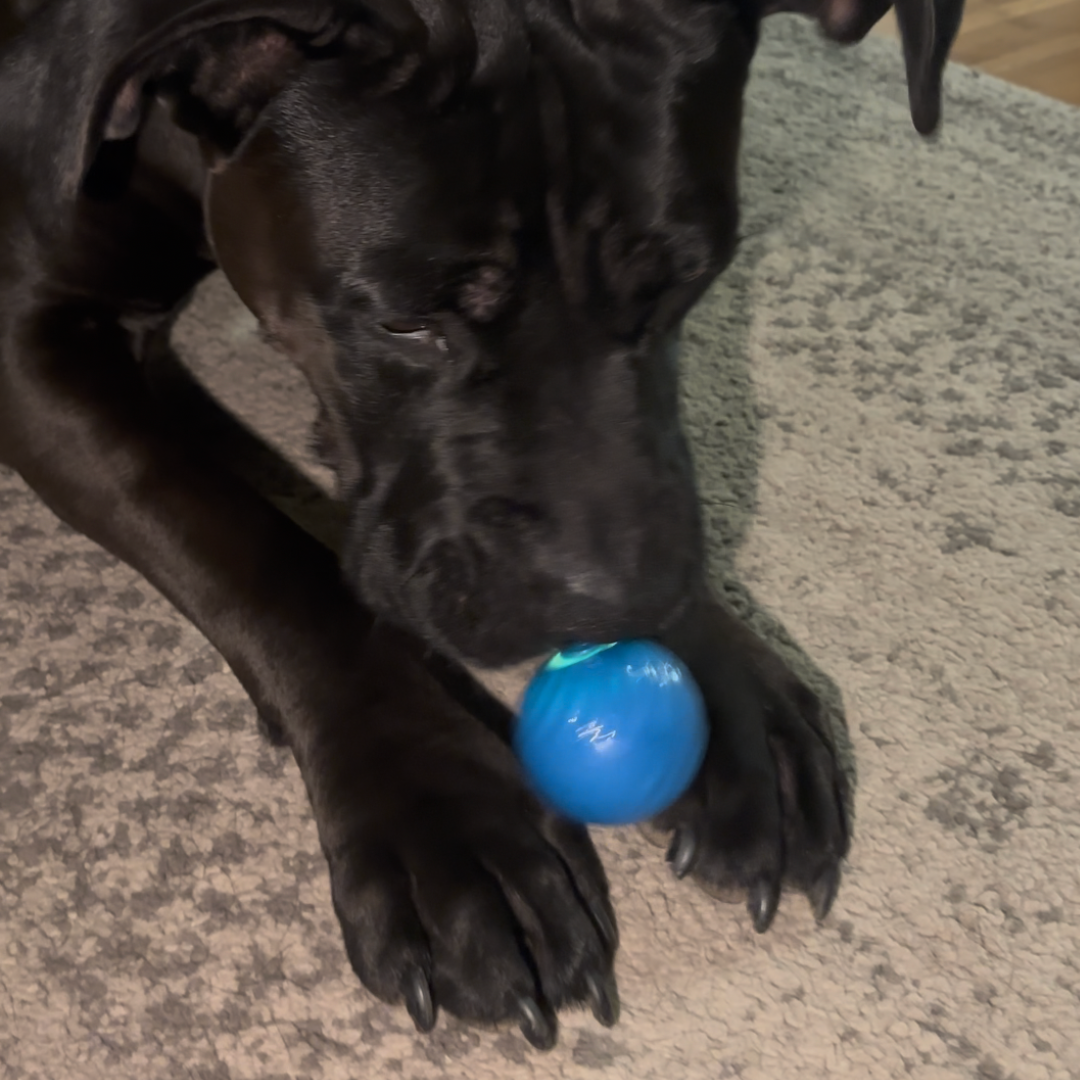 Pallina Interattiva Cani